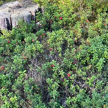 Joutiaisentie I 55 Forest Joutsa