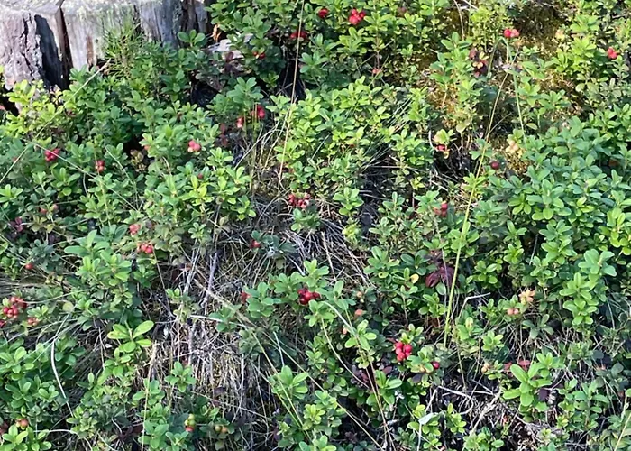 Joutiaisentie I 55 Forest Joutsa